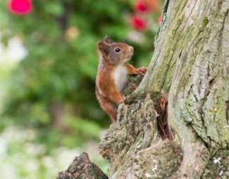 Huisvesting voor zoogdieren Huisvesting voor zoogdieren