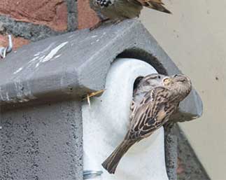Huismussen Gevelkasten Inbouwstenen Nestkasten Tillen Huismussen Gevelkasten Inbouwstenen Nestkasten Tillen