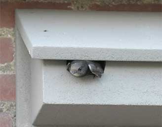 Gierzwaluw nestkasten en inbouwstenen Gierzwaluw nestkasten en inbouwstenen