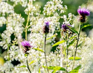 Bloemenmengsels Bloemenmengsels