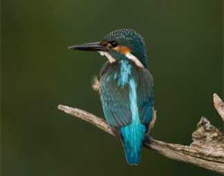 Nestkasten voor vogels nabij water Nestkasten voor vogels nabij water
