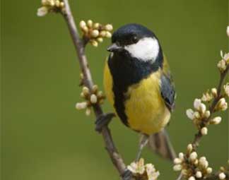 Zangvogel nestkasten Zangvogel nestkasten