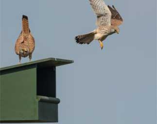 Nestkasten voor roofvogels Nestkasten voor roofvogels