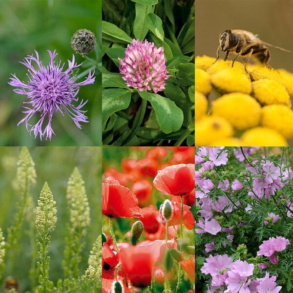 BM IZ 05 inheems bloemenmengsel honingbijen | 2 BM IZ 05 inheems bloemenmengsel honingbijen | 1