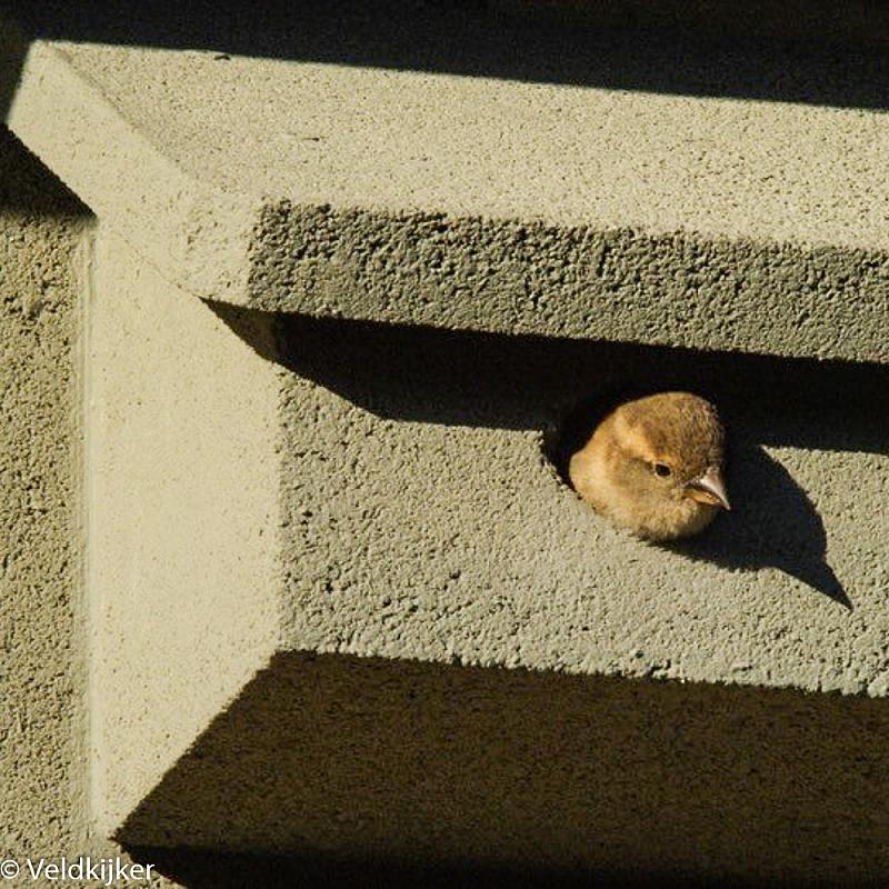 10366_NK-MU-08-Nestkast-Mus_Veldkijker Afbeelding van een mussenjong dat in een nestkast voor de huismus zit naar buiten te kijken. De nestkast is gemaakt van houtbeton door de firma Vivara Pro