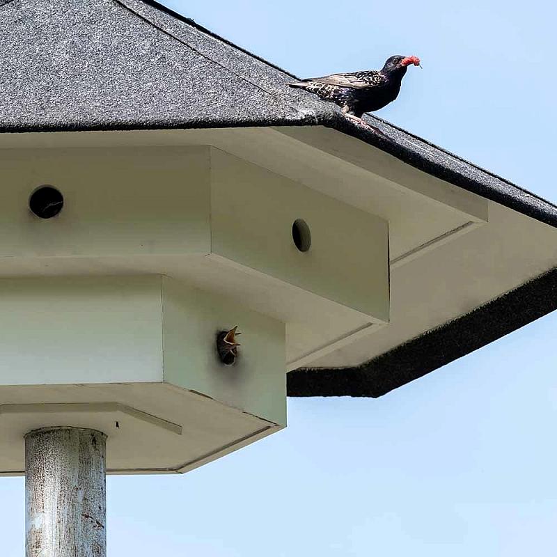900050120-105870120_QM-7207 Amsterdam-Zuid kiest voor houtbeton: ruim 200 nestkasten voor de huismus | 3