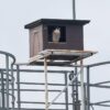 Afbeelding van een slechtvalk in een nestkast voor slechtvalk van Vivara Pro waar het uitkijkt op het landschap
