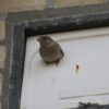 IB MU 07 Huismus inbouw nestkast enkel (nieuwbouw) | 12 IB MU 06/07 huismus