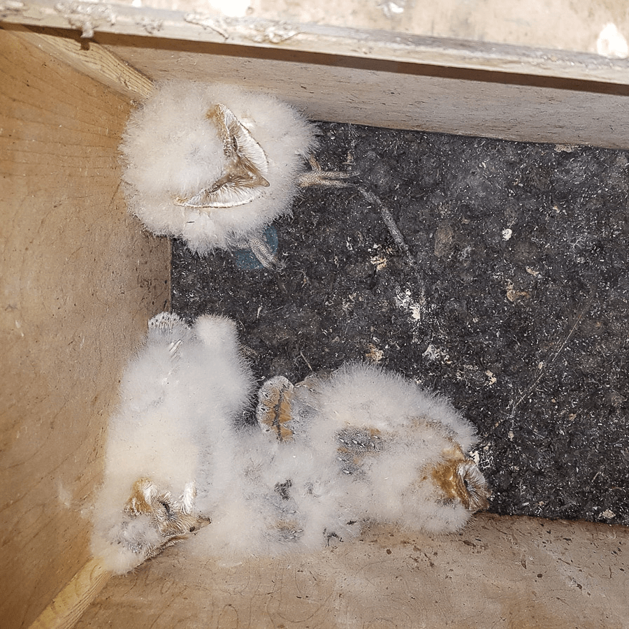 Jonge-kerkuilen 900x900 Jonge kerkuilen in de nestkast.
