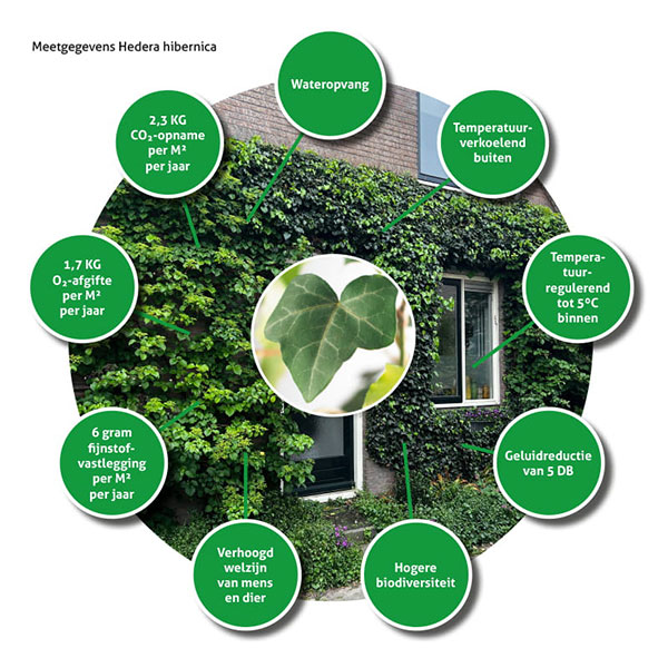 Een groene gevel, een waardevolle microhabitat