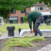 Dakbloemenweide van inheemse planten | 14 Dakbloemenweide van inheemse planten | 13