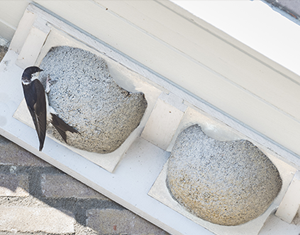 Gevelkasten Afbeelding van een gevelkast van houtbeton voor zwaluwen gepositioneerd onder de dakrand. Verder is er een huiszwaluw zichtbaar die zich vasthoudt aan de gevelkast