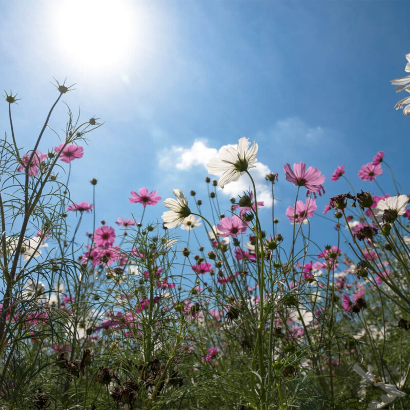 contact-bg-flowers Afbeelding van een omgeving met inheems planten en zon