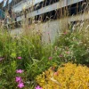 Dakbloemenweide van inheemse planten | 10 Dakbloemenweide van inheemse planten | 9