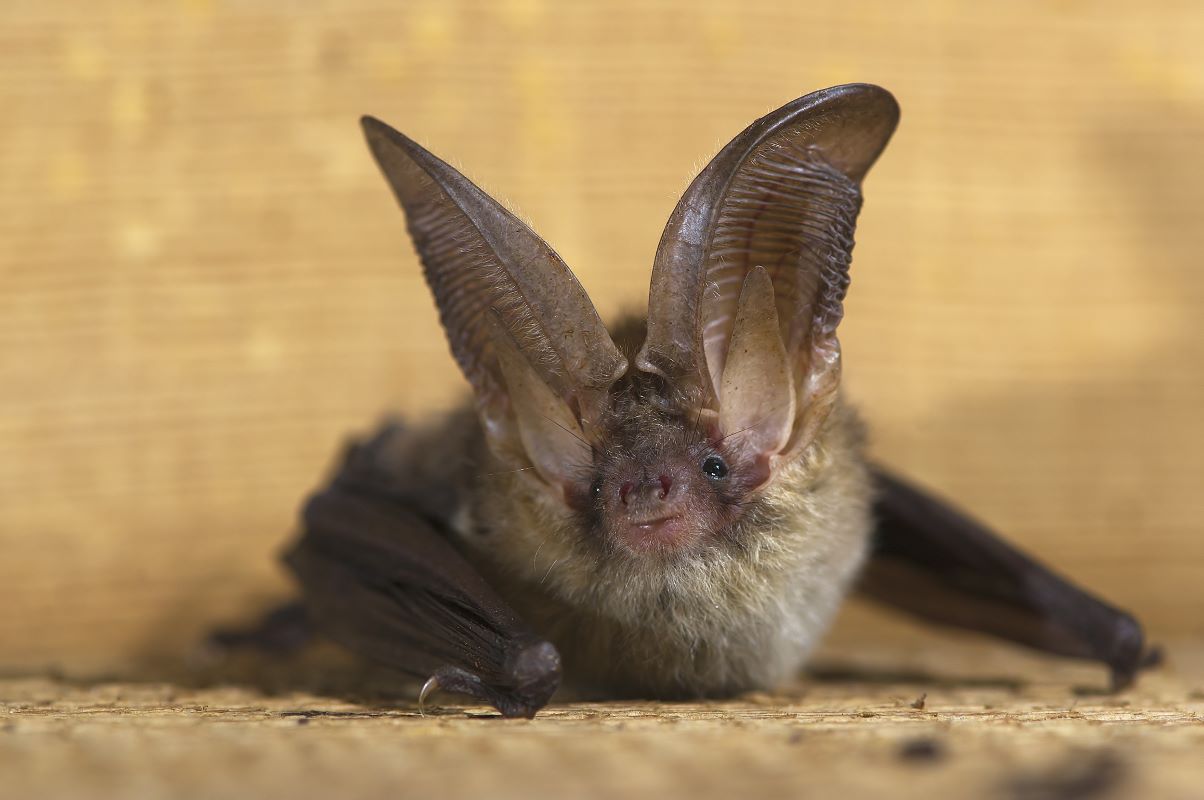 Grootoorvleermuis Afbeelding van een Grootoorvleermuis