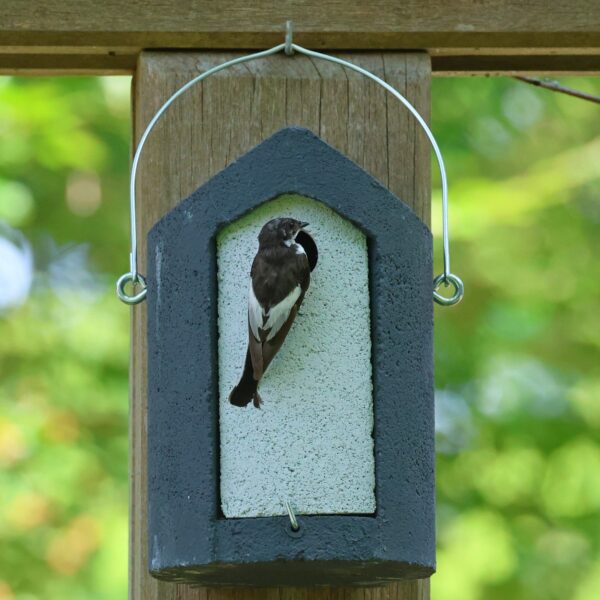 Nestkast_WoodStone__Vogel_Grijs Vogel geland in een nestkast gemaakt van WoodStone®, oftewel houtbeton van Vivara Pro