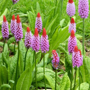 Orchideeprimula | volwassen planten