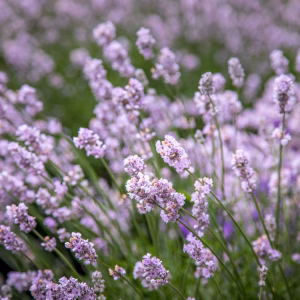 Roze Lavendel / volwassen planten