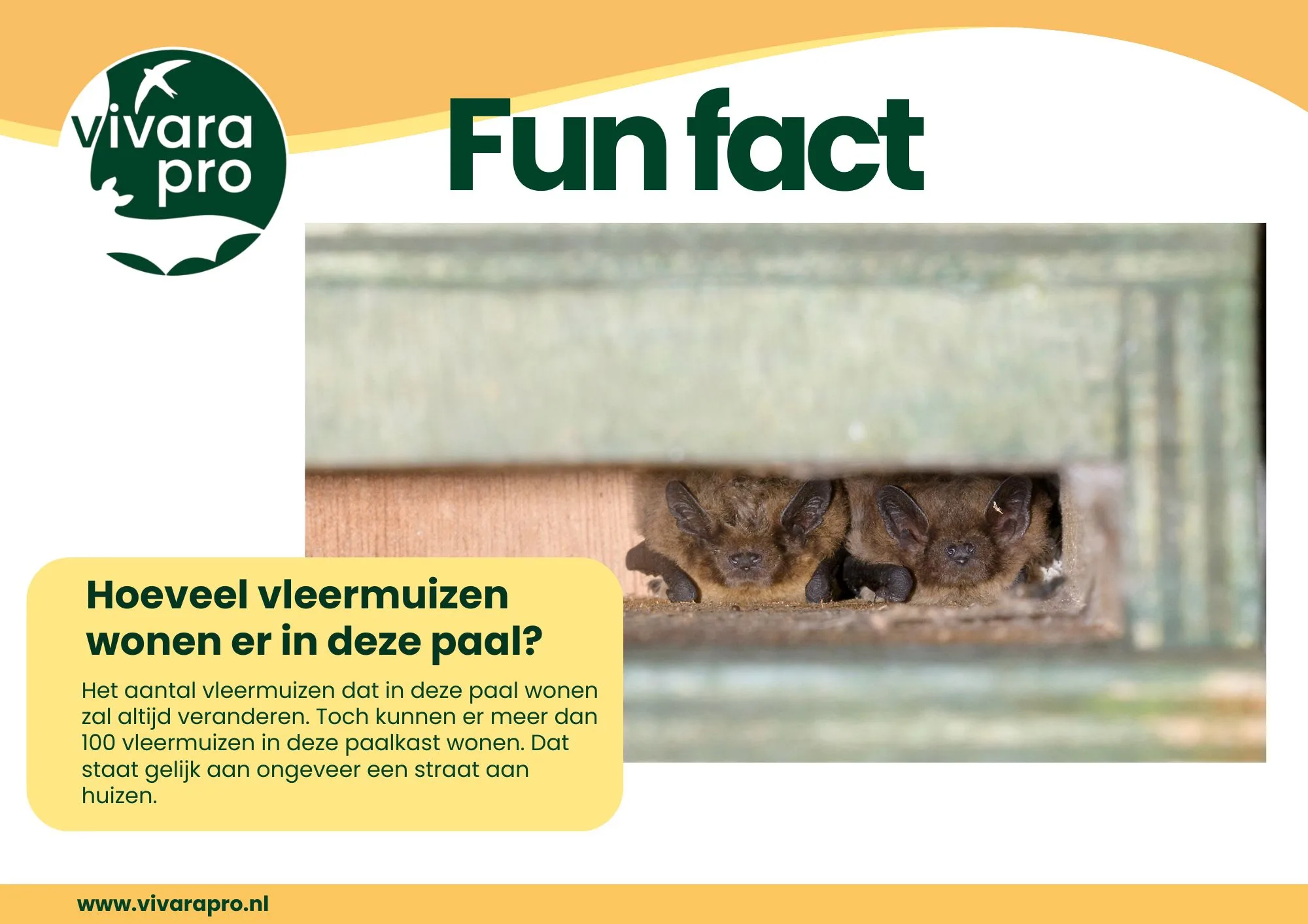 Afbeelding van een fun fact met de vraag "Hoeveel vleermuizen wonen er in deze paal?" en het antwoord "Het aantal vleermuizen dat in deze paal wonen zal altijd veranderen. Toch kunnen er meer dan 100 vleermuizen in deze paalkast wonen. Dat staat gelijk aan ongeveer een straat aan huizen." op de achtergrond ziet met het Logo van Vivara Pro en twee Gewone grootoorvleermuizen die in een paalkast voor vleermuizen aan het rusten zijn.
