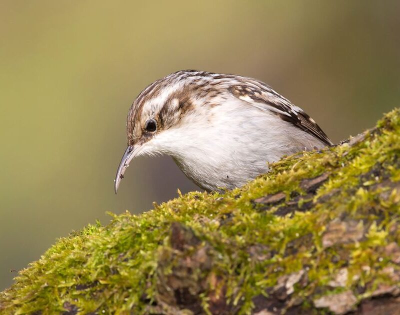 Boomkruiper Afbeelding van een boomkruiper op een boomstam