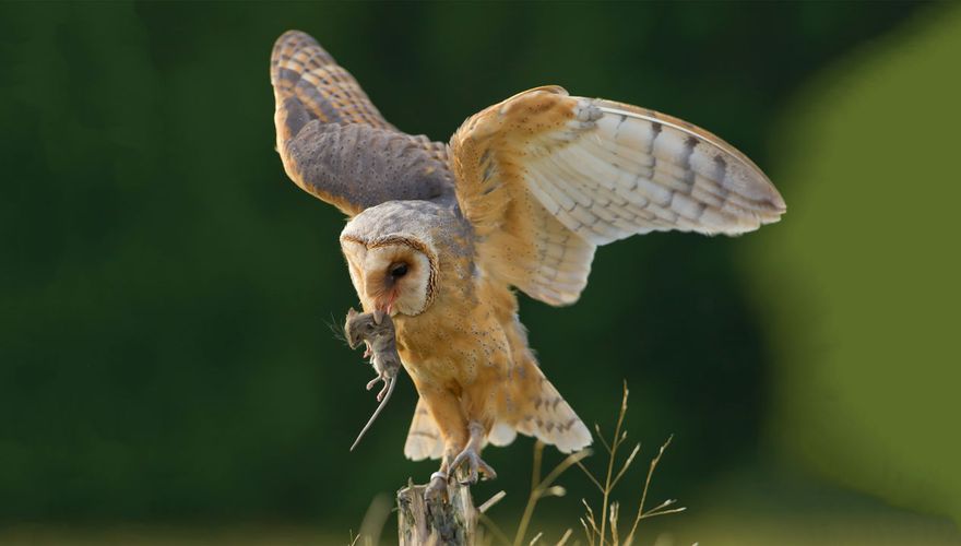 Kerkuil_Muis Afbeelding van een Kerkuil die een muis heeft gevangen