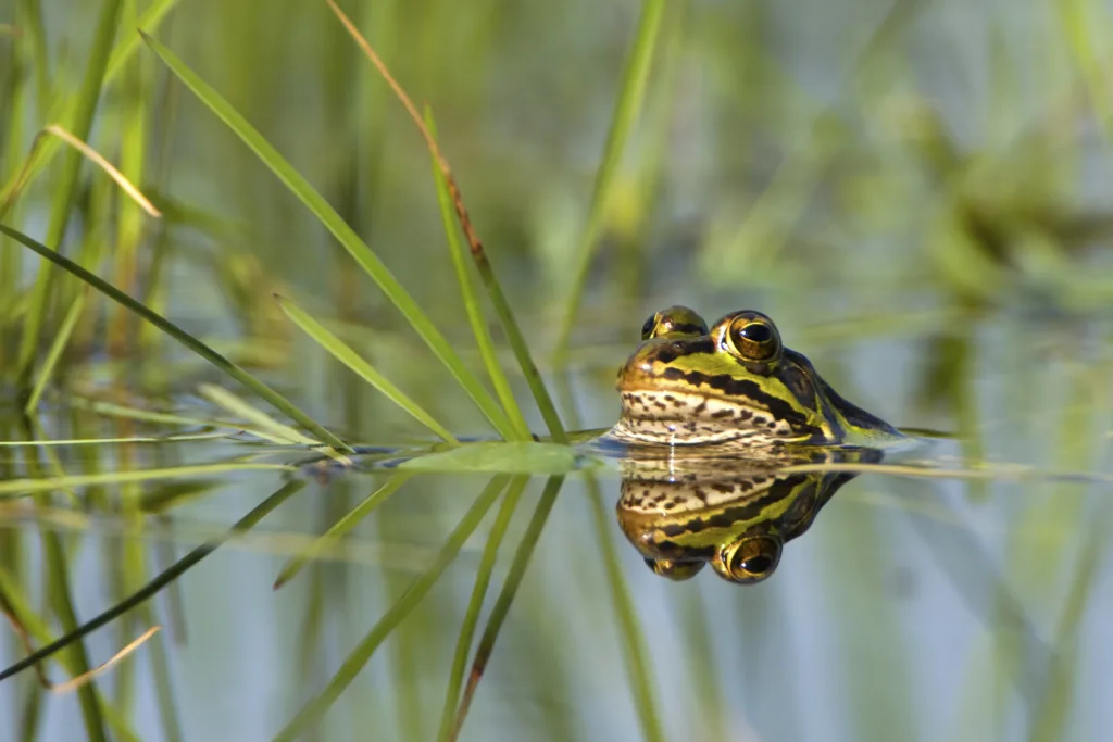 Patrick Palmen Afbeelding van een groene kikker die in het water zwemt