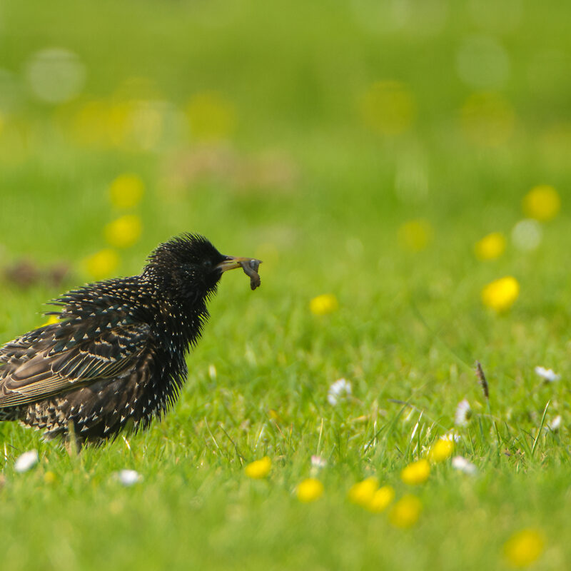 spreeuw_spiegelppa8130 Afbeelding van een spreeuw die op een grasveld scharrelt en een regenworm heeft gevangen.