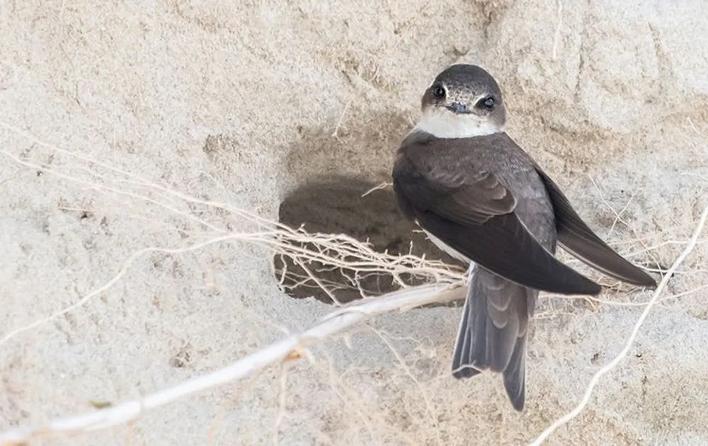Oeverzwaluw Afbeelding van een oeverzwaluw. Bron: Vogelbescherming Nederland
