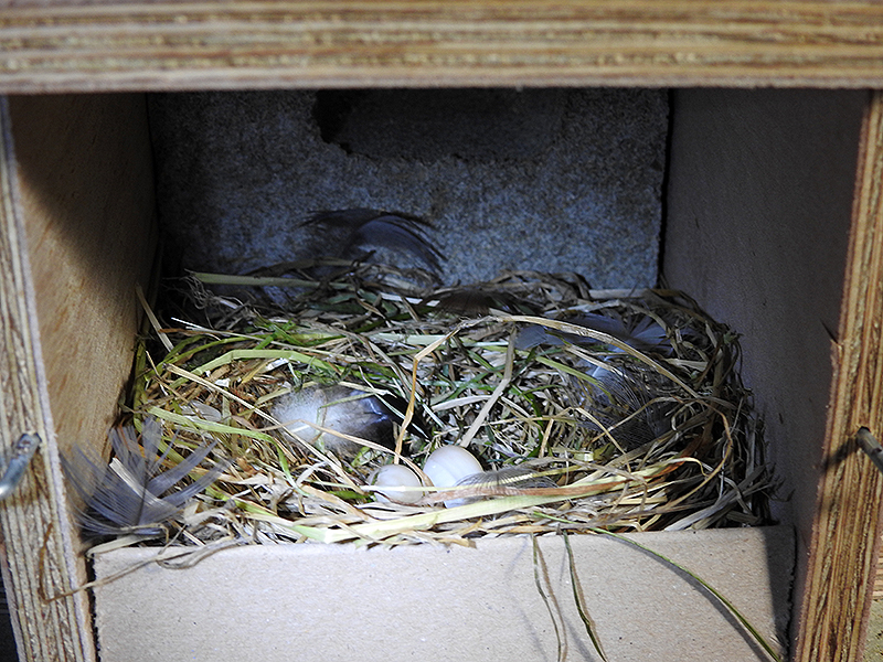 Oeverzwaluwwand_Achterkant Afbeelding van de achterkant van een oeverzwaluwwand van Vivara pro waarbij een nestcompartiment zichtbaar is. In deze nestkast is een nest gebouwd door de oeverzwaluw en zijn enkele eieren zichtbaar.