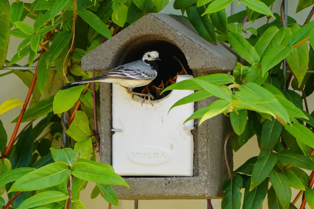 Witte_Kwikstaart_Nestkast_Vivara_Pro Afbeelding van een witte kwikstart die haar nestjong aan het voeren is in de NK BA 03 nestkast van Vivara Pro. De nestkast is gemaakt van houtbeton in Europese fabrieken.