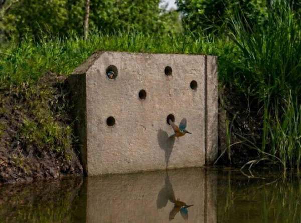 Render van een ijsvogelwand van Vivara Pro waarin ook een IJsvogel te zien is.