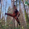 Boomsculptuur | 4 Afbeelding van een boomsculptuur van Vivara Pro in de vorm van een aap.